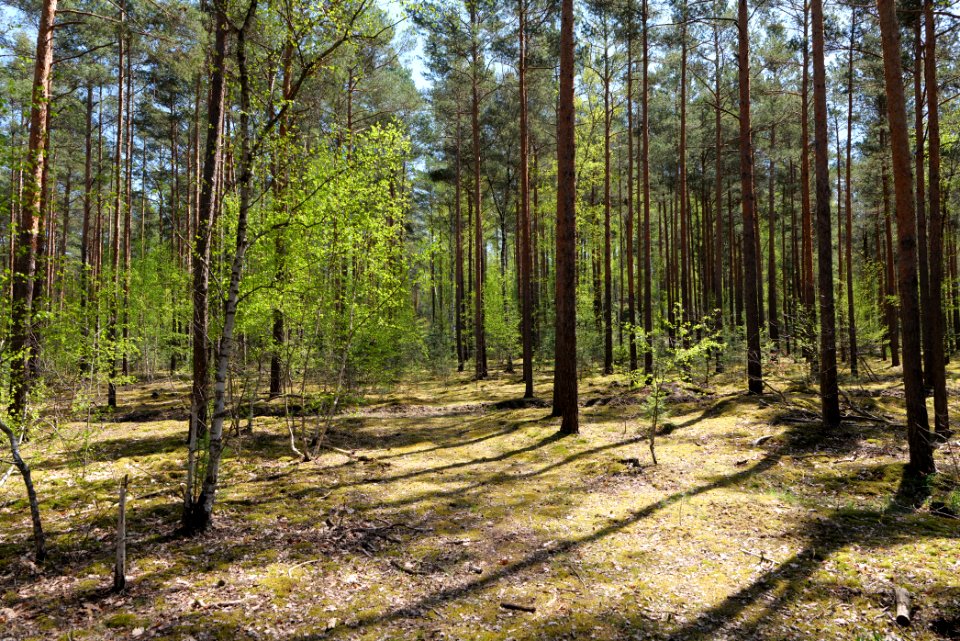 Baruther Urstromtal und Luckenwalder Heide 2021-05-09 90