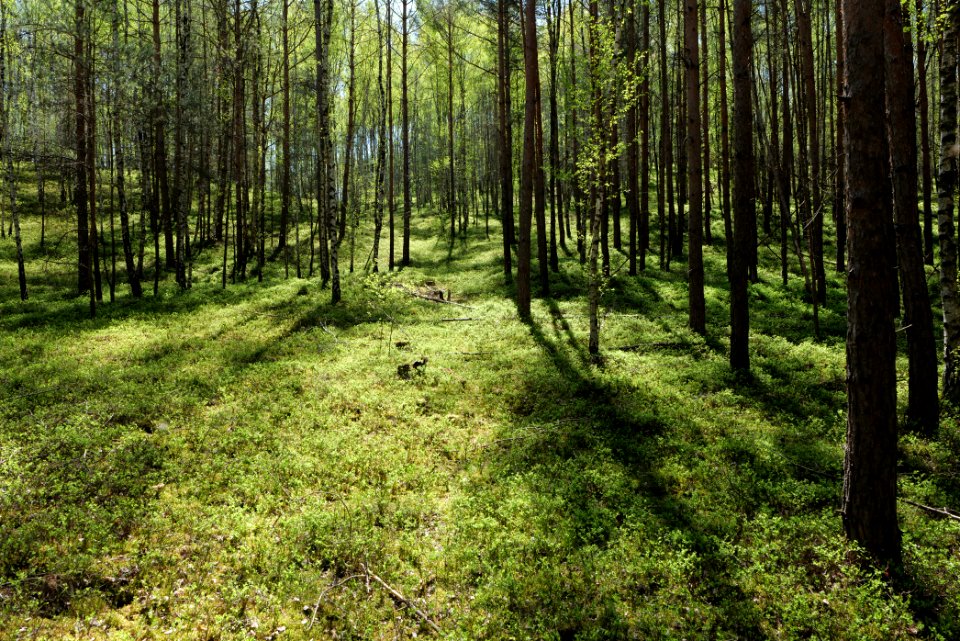 Baruther Urstromtal und Luckenwalder Heide 2021-05-09 168