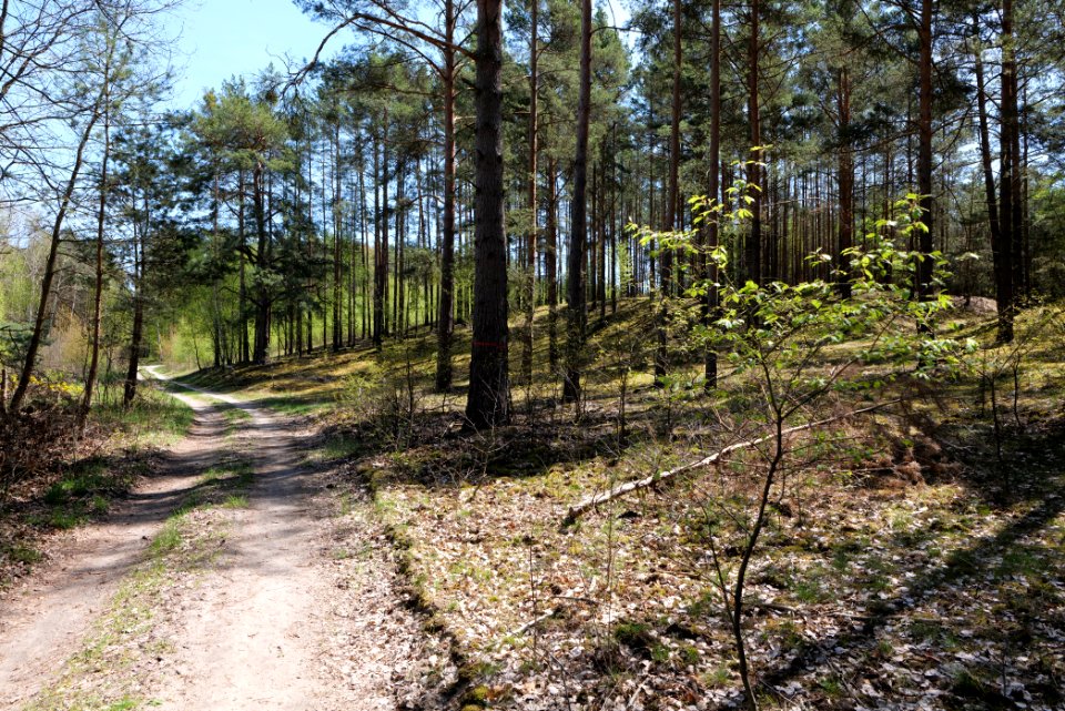 Baruther Urstromtal und Luckenwalder Heide 2021-05-09 121