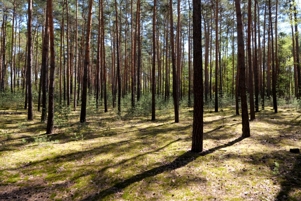 Baruther Urstromtal und Luckenwalder Heide 2021-05-09 80