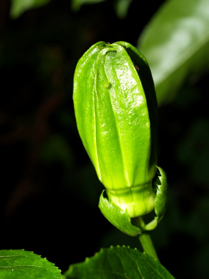 Tropical green petal