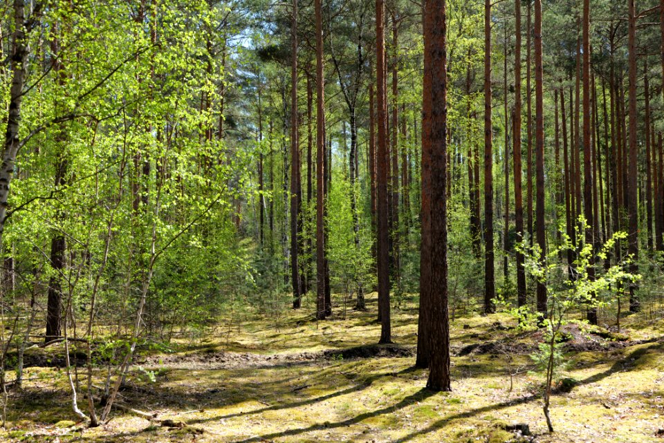 Baruther Urstromtal und Luckenwalder Heide 2021-05-09 92