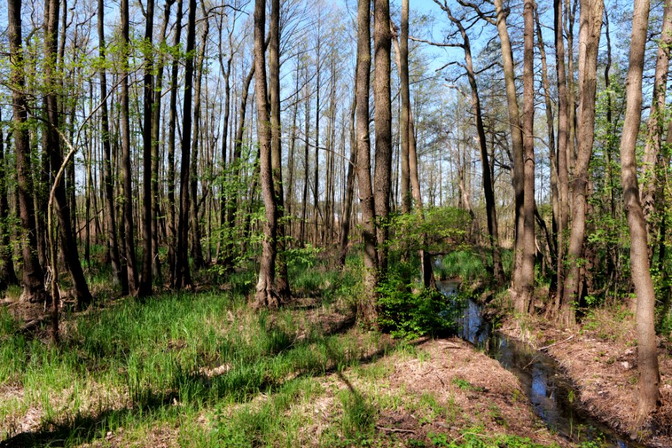 Baruther Urstromtal und Luckenwalder Heide 2021-05-09 20
