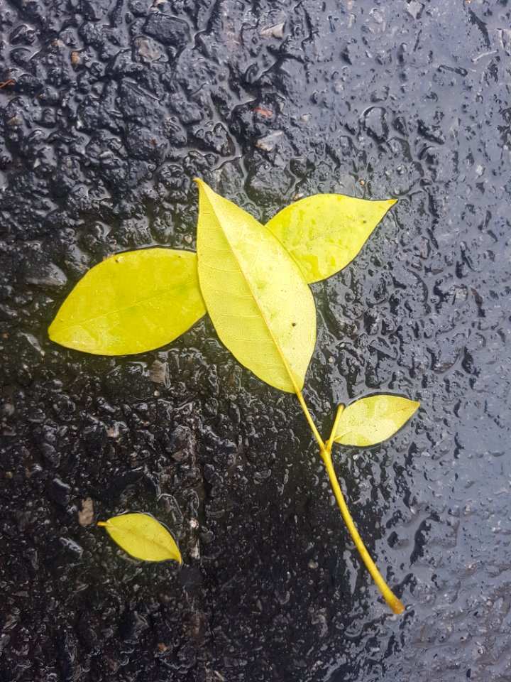 Bangkok summer rain - 2017-05-13 (003)