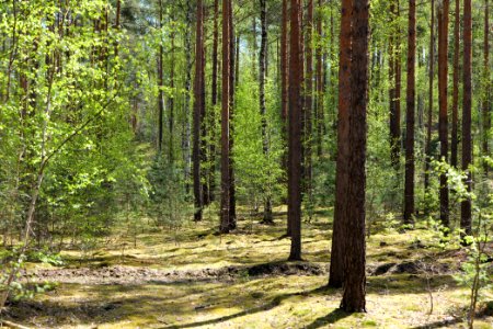 Baruther Urstromtal und Luckenwalder Heide 2021-05-09 87