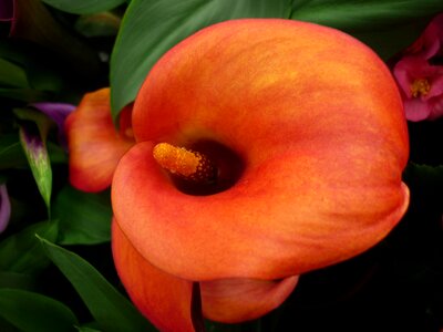 Large red blossom photo