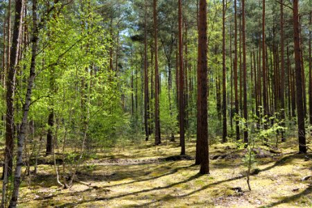 Baruther Urstromtal und Luckenwalder Heide 2021-05-09 91