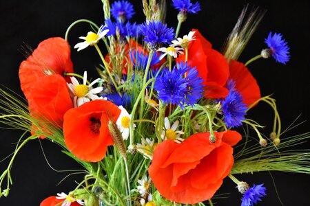 Red poppy klatschmohn nature photo