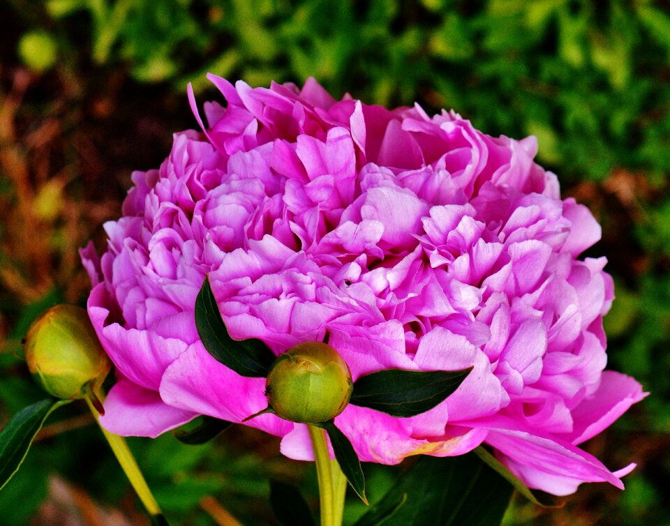 Blossom bloom nature