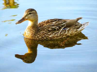 Reflection water nature
