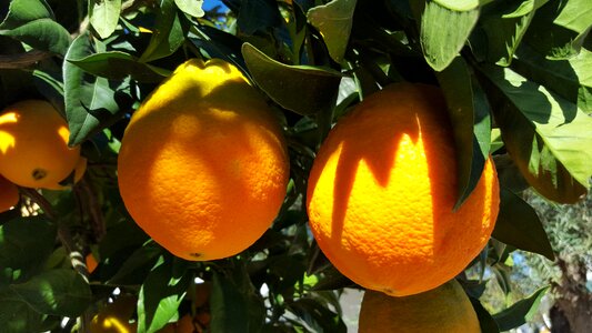 Valencia citrus fruit