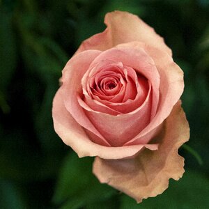 Roses pink rose tender rose