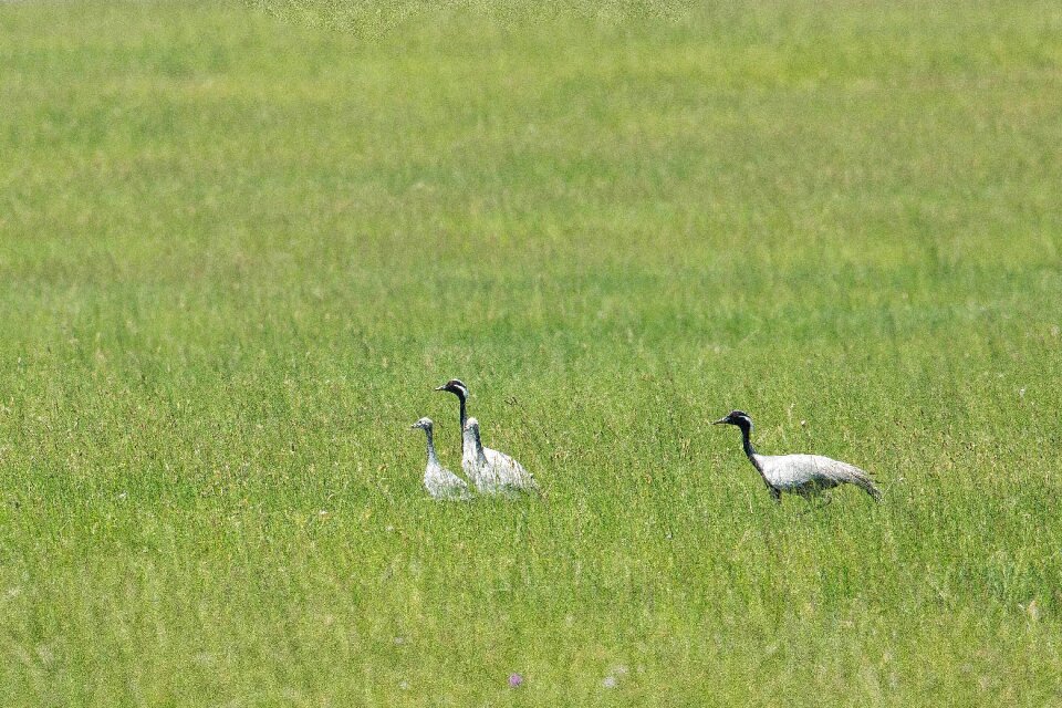 Meadow dollars non plains mongolia