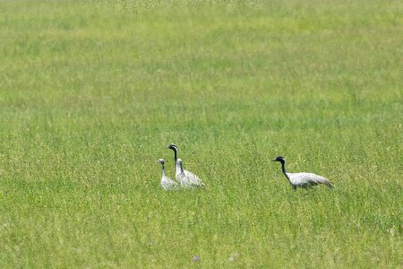 Meadow dollars non plains mongolia