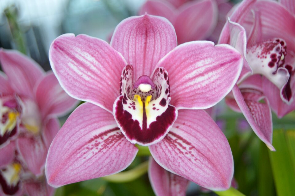 Bloom elegant petal