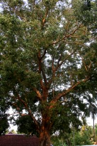 Banyan Tree at Anjumoorthy Temple
