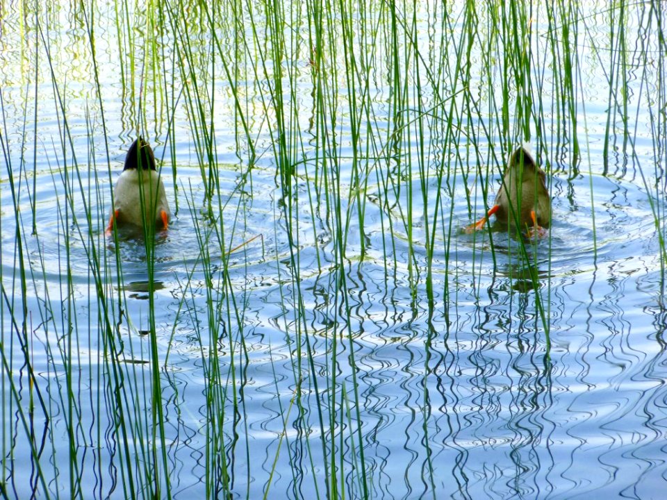 Banyoles - Lago de Bañolas 03