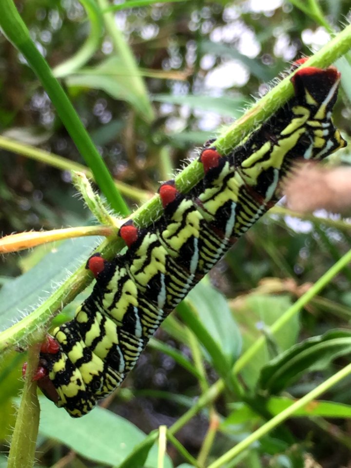 Banded Sphinx Durham NC