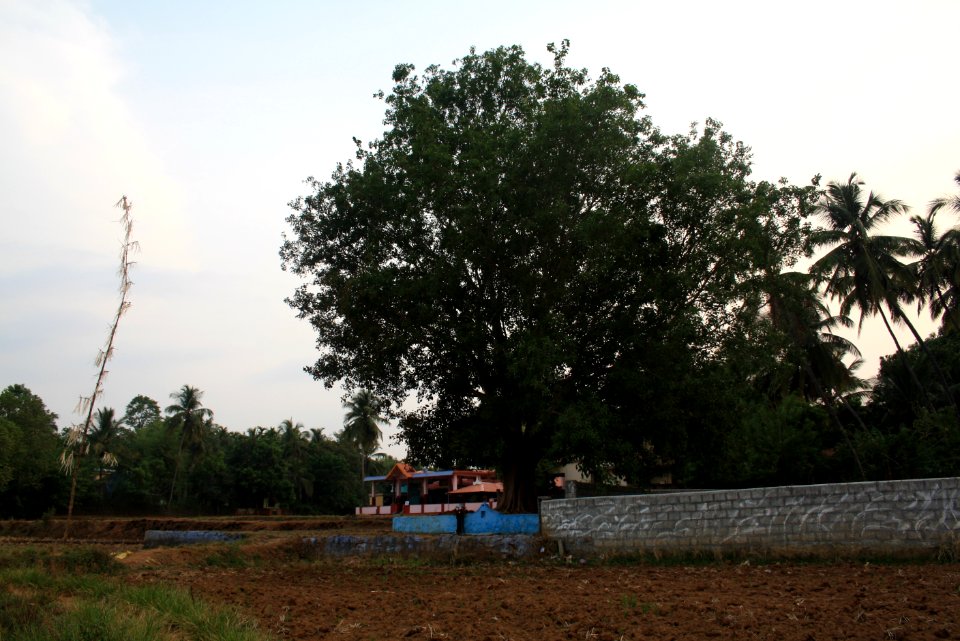 Banyan Tree near Anjumoorthy Bhajana Mathom