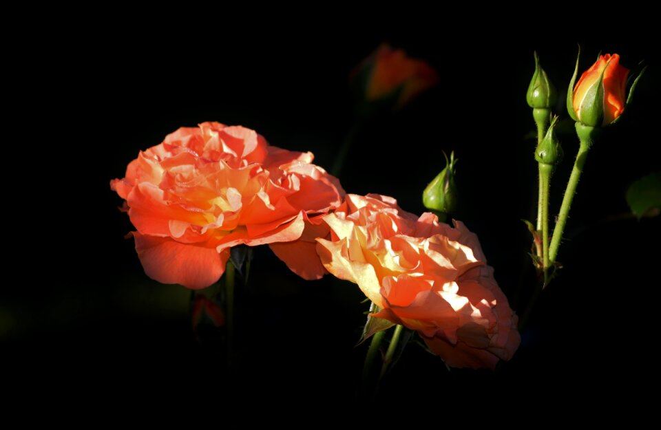 Orange rose bloom flower
