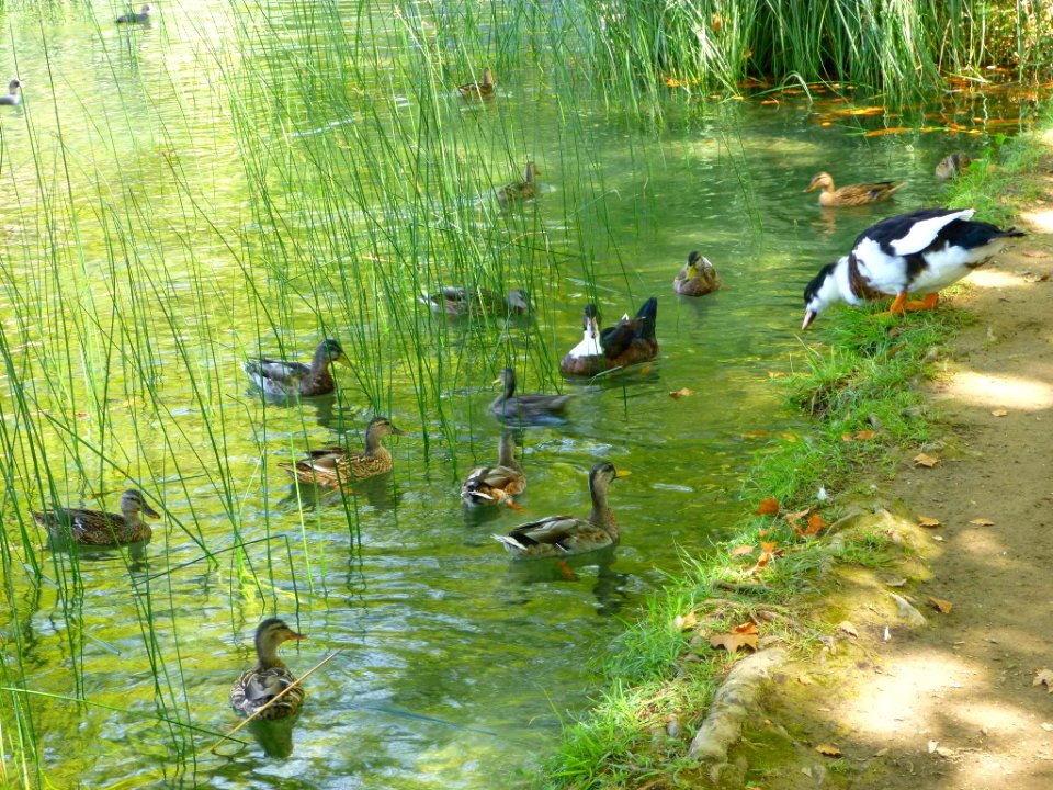 Banyoles - Lago de Bañolas 08