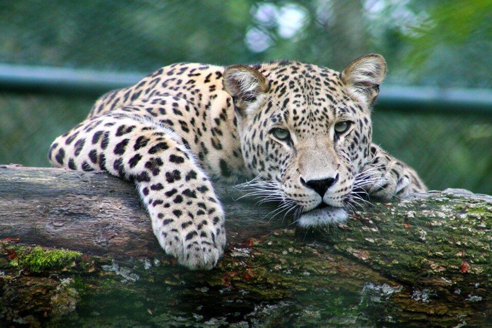 Animal cat zoo