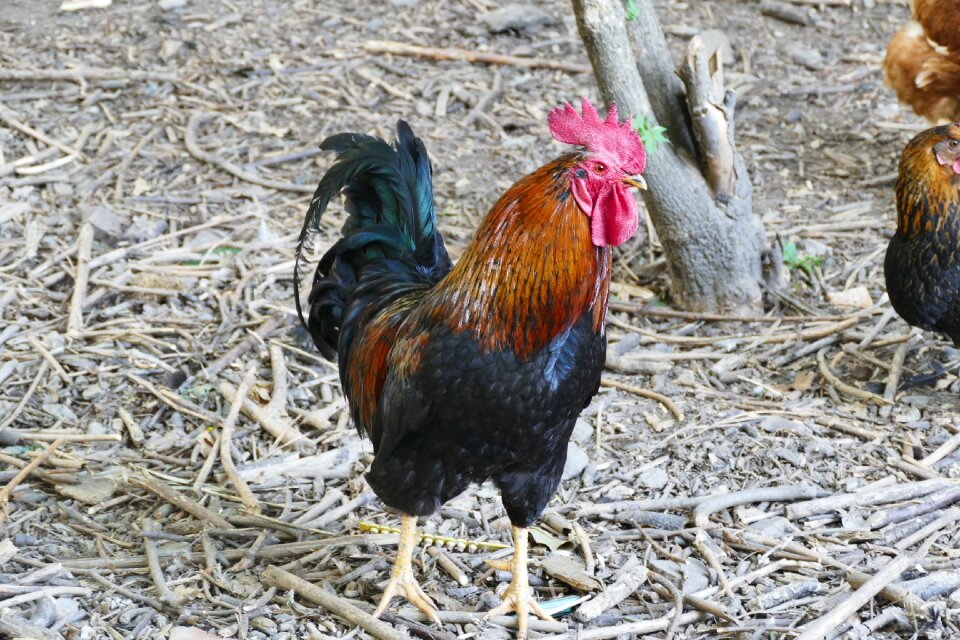 Chickens outdoor hof
