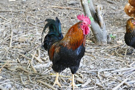 Chickens outdoor hof