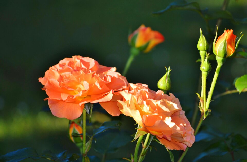 Orange rose bloom flower