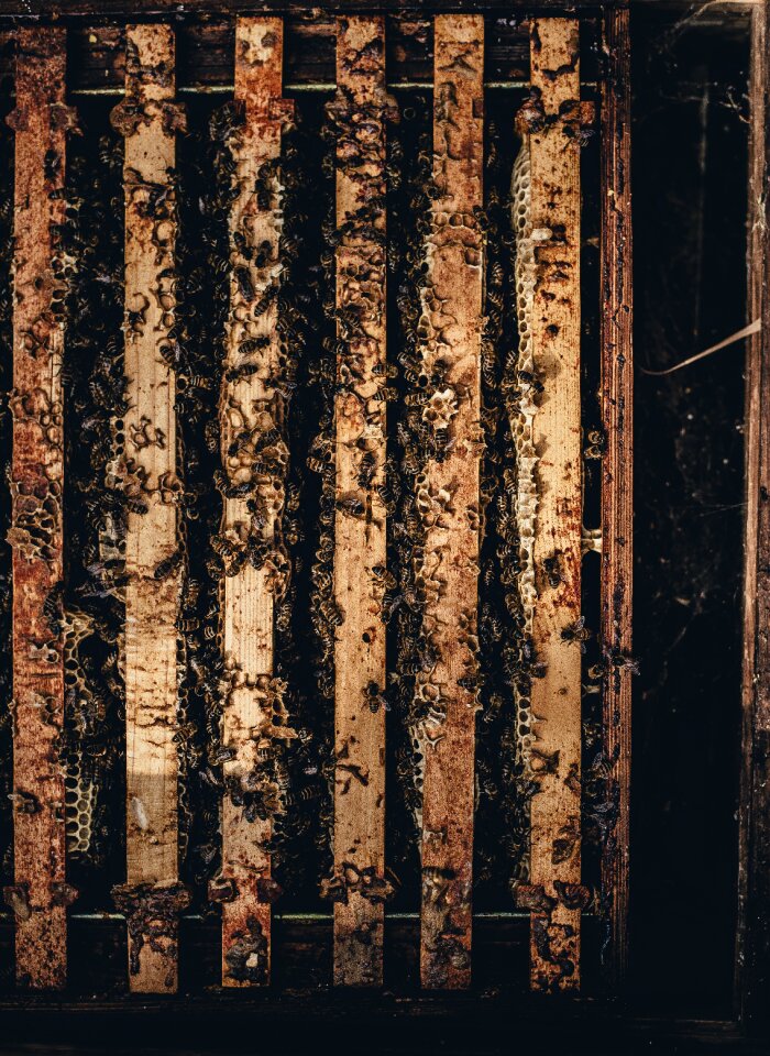 Dirty insects pattern