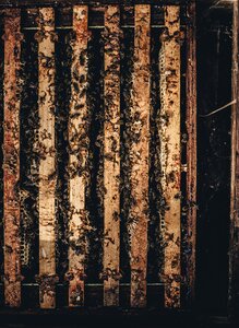 Dirty insects pattern
