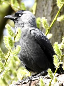 Bird nature animal photo