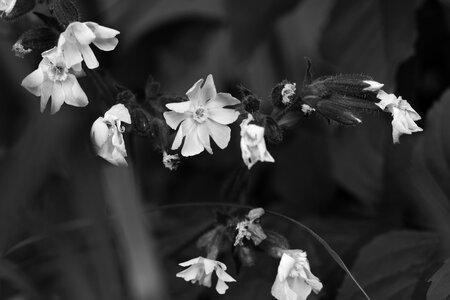 Summer flowers nature wild