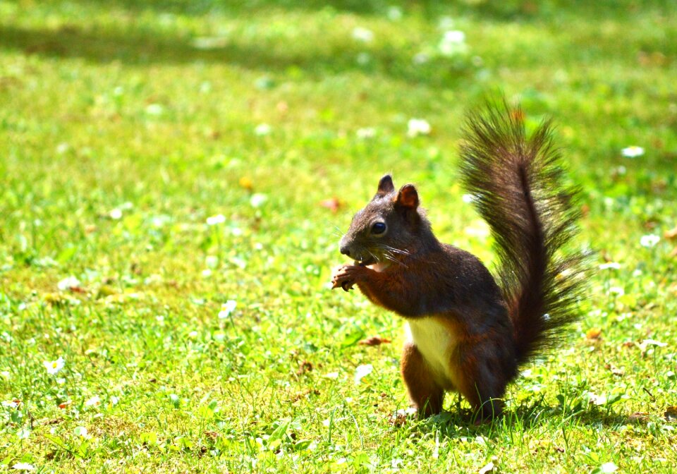 Brown nut possierlich