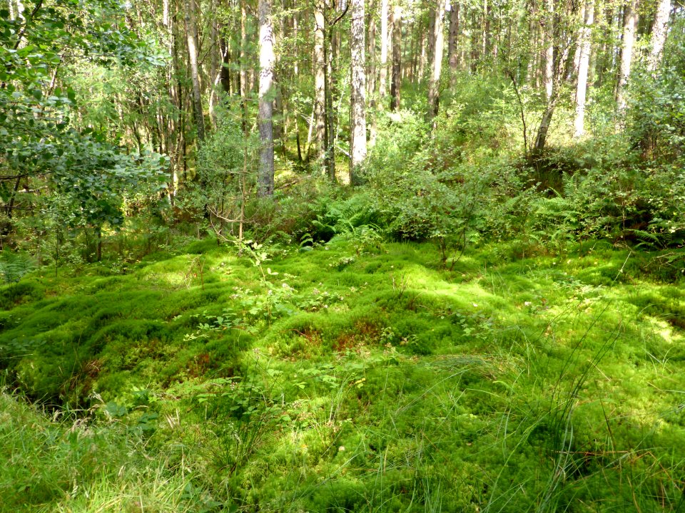 Balmaha-Inversnaid-8