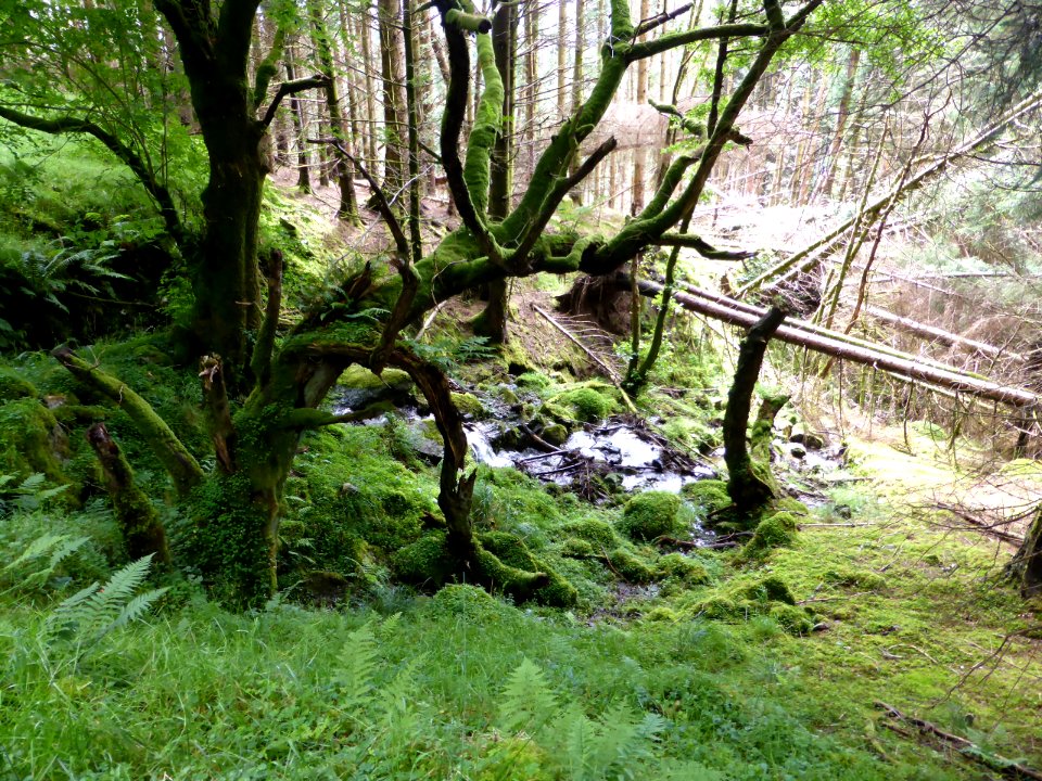 Balmaha-Inversnaid-22