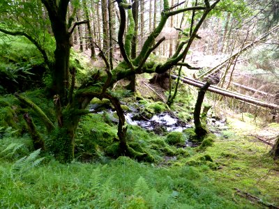 Balmaha-Inversnaid-22