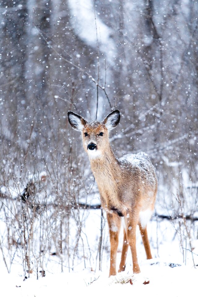 Snowing wildlife winter