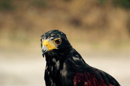 Eyes beak raptor