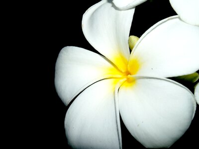 Decoration floral petal