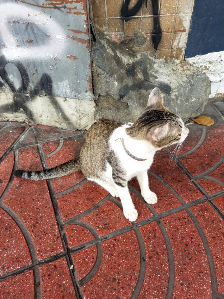 Bangkok kitty - 2017-05-12 (001)