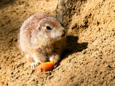Mammal nager nature