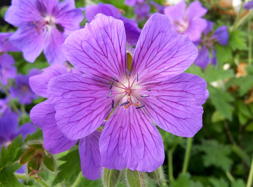Flower flower garden garden plant