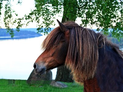 Horse summer riding horse