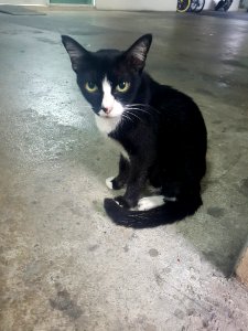 Bangkok kitty - 2017-05-13 (001)