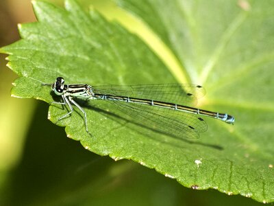 Insect nature animal
