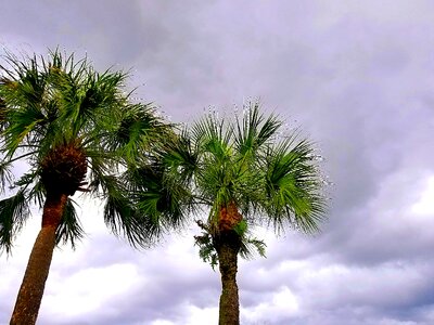 Gray palm tree photo