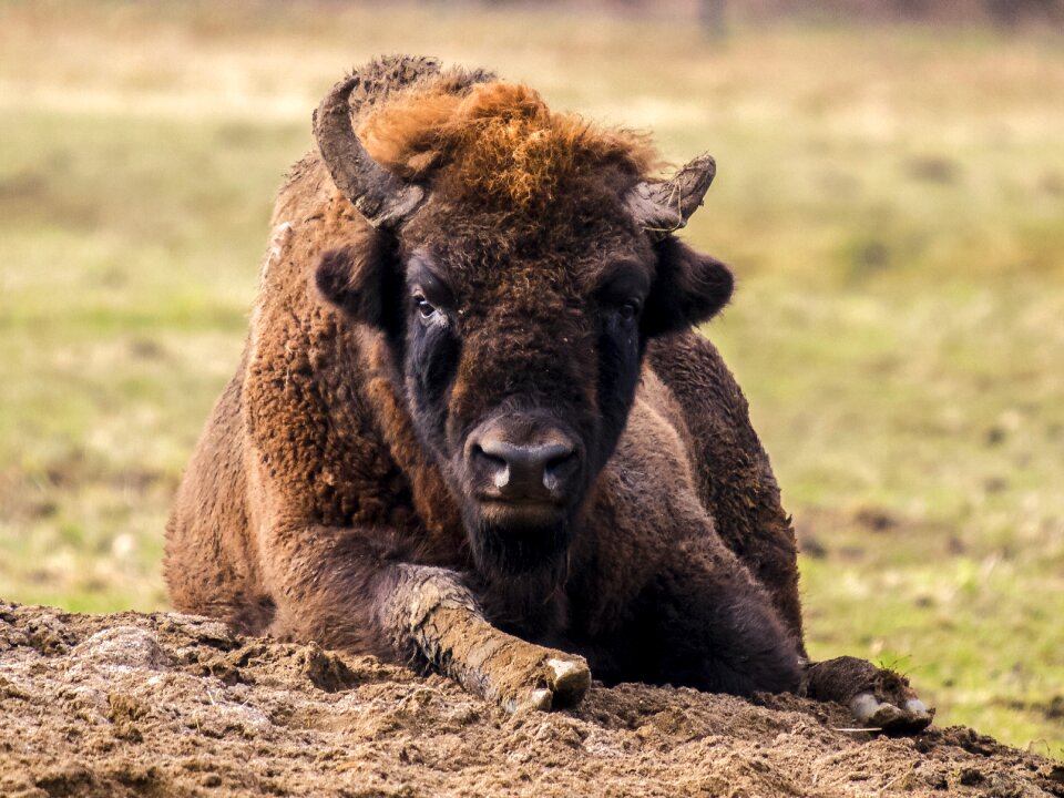 Animal mammal nature
