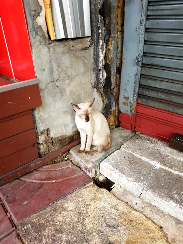 Bangkok kitty - 2017-05-12 (002)