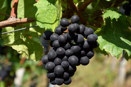 Grapevine grapes fruit